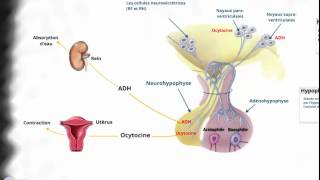 Le système endocrinien lhypothalamus et Lhypophyse [upl. by Appel]