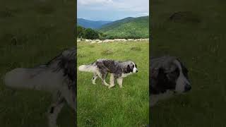 3 Pure Bred Carpathian Shepherds working up on the mountain with the sheep [upl. by Annas253]