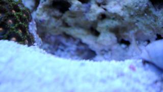 Yellowhead jawfish building his first home [upl. by Esinek]