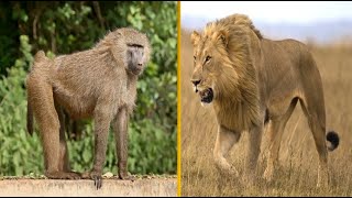 Baboon vs Lion  classic matchup of savanna most powerful animals [upl. by Dihgirb262]