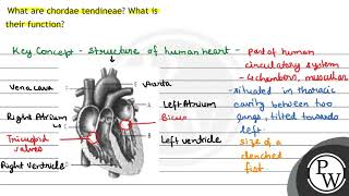 What are chordae tendineae What is their function [upl. by Anselm815]