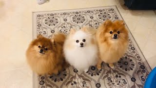 Pomeranian cute dogs Barking and funny dogs bark for treats [upl. by Koby160]