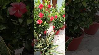 Caretips for Hibiscus 🌺 गुड़हल garden floweringplant orgenic farming fertilizer Shorts Viral [upl. by Nomma]