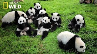 Life of Rare Panda – National Geographic And Wildlife Animal Documentary [upl. by Stafani829]