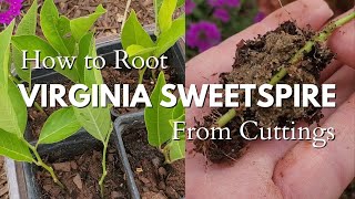 How to EASILY Propagate Virginia Sweetspire Itea virginica from Cuttings [upl. by Enel]