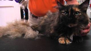 FURminator Cat deShedding Demo [upl. by Ahsiuqram187]