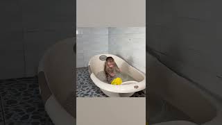 Monkey NANA wants to take a bath with a plastic duckling monkey shorts smartmonkey babymonkey [upl. by Ateloiv]