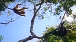 Ugandan Chimps Hunting  Life of Mammals  BBC Earth [upl. by Hewett]