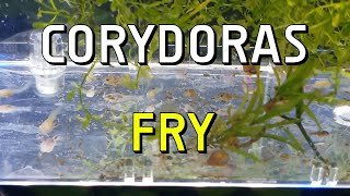 Cuteness Overload Welcoming Newborn Corydoras Fry to the Family [upl. by Eitsirk642]