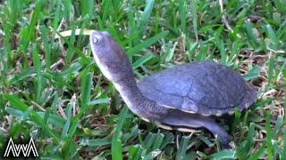 AwA Eastern LongNecked Turtle Chelodina longicollis [upl. by Cletus289]