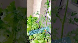 🌱The coriander and salad plants from last year are growing againplants shorts coriander fypシ [upl. by Aynatal526]