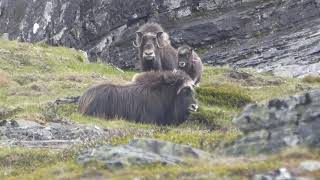 A muskox herd in the Dovrefjell–Sunndalsfjella National Park Norway [upl. by Lorita]