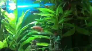 Betta fish vs Gurami fight or not [upl. by Jo]