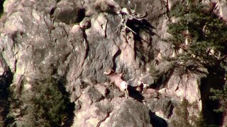 Hillside Big Horn Sheep Yellowstone [upl. by Krm186]