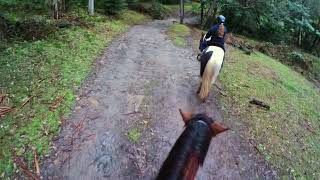 Horse Riding  Glenworth Valley  NSW [upl. by Potash353]