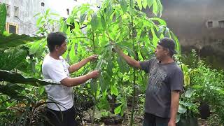 Daun Gedi Abelmoschus Manihot sebagai Obat Herbal bagi Kesehatan Manusia [upl. by Casilda]