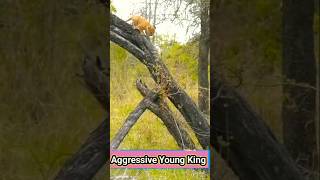 Aggression By Young King animals wildlifebattle babyanimals animalbehavior funny wildlife [upl. by Loy27]