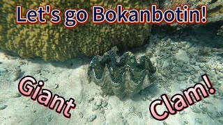 Daily in Marshall Islands No31 Lets go Bokanbotin again XD 馬紹爾日記31 來去Bokanbotin小島找硨磲貝 [upl. by Ambert855]