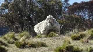 Overgrown Australian Merino sheep Chris breaks Wool world record [upl. by Abey682]