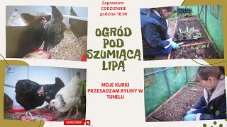 Codzienne życie na wsi  moje kurki się przystosowują przesadzam byliny w tunelu [upl. by Tnert199]