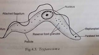 Class 41 Phylum Kinetoplastida [upl. by Butte]