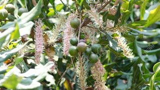 Singularidades del Cultivo de Macadamia  TvAgro por Juan Gonzalo Angel [upl. by Ennayk337]