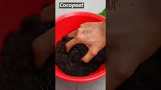 Best way to grow your litchi in your garden treandingshort treanding facts world agriculture [upl. by Rodney345]