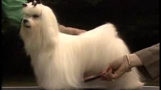 Maltese  AKC Dog Breed Series [upl. by Katzen]