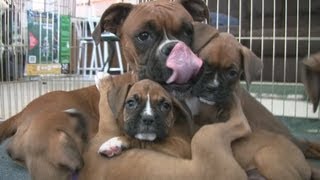 Cute 6 Week Old Boxer Puppies Playing [upl. by Glimp]