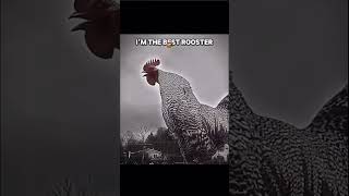 The real rooster Credit to DRiZZLY TROLL [upl. by Aehtrod437]