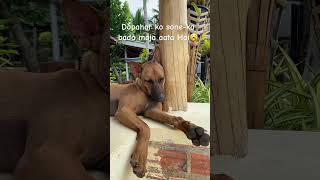 Sona or Sona🥱🥱petlover trendingvideo viral funny labrador cutedog familydog [upl. by Ceil]