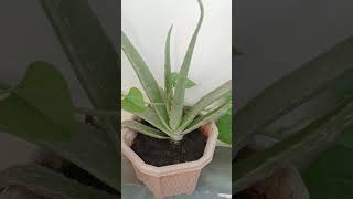 Aloe vera  Aloe barbadensis miller [upl. by Wallach951]