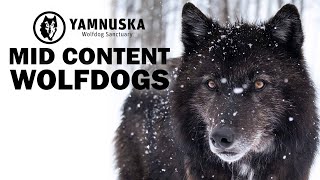 What is a Mid Content Wolfdog Featuring Enzo at Yamnuska Wolfdog Sanctuary [upl. by Nnaesor]