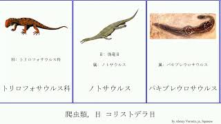 爬虫類 目 コリストデラ目 reptilia リンコサウルス ムカシトカゲ目 ショウカワ・イコイ チャカイコサウルス Spring トリロフォサウルス 前鰐目 レドンダサウルス ラウイスクス科 [upl. by Diamante]