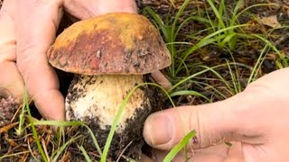 PRIMI FUNGHI PORCINI🛑 2024🛑L INIZIO… [upl. by Rebma251]