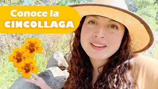 Cincollaga Características y propiedades del Tagetes Lunulata [upl. by Aihsenyt]