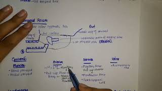 Anatomy of Infratemporal fossa [upl. by Brandy197]