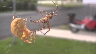 Garden Cross Spider Mating [upl. by Anialeh]