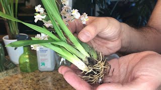 Repotting My New Oncidium Twinkle SemiHydroponics [upl. by Gregson]