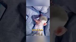 Funny monkey videos 😂😂comedy funnyfunnyshorts [upl. by Roi]