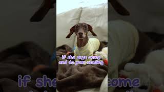 Buttercup would rather stay home starboxdachshunds youtubecreators youtubehighfive [upl. by Singer]