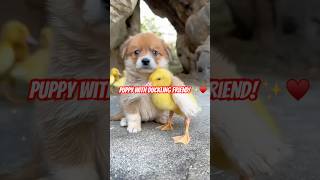 Watch This Adorable Puppy Befriend a Little Duckling shorts [upl. by Einahpets]