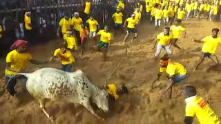 Jallikattu kickstarts in Tamil Nadu with stricter norms [upl. by Aohk]