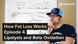 How Fat Loss Works  Episode 4 Lipolysis and BetaOxidation Getting Science as F [upl. by Winona986]