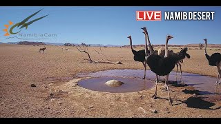 Namibia Live stream in the Namib Desert [upl. by Ennylcaj450]