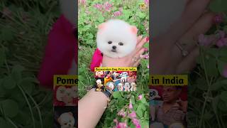 Teacup dog price  Pomeranian dog  Pocket dog  rajesh5g shorts viral tranding video india [upl. by Felike]