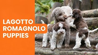 Where to Find Lagotto Romagnolo Puppies for Sale [upl. by Stinson]