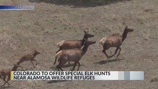 Colorado department accepting applications for anterless elk hunt [upl. by Solracnauj]