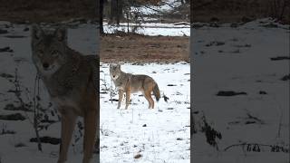 The Loooooong Howl Right In The Pump Station foxpro coyote hunting shorts [upl. by Zaslow]