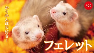 かわいいフェレットたち 20 Ferret [upl. by Attinahs]